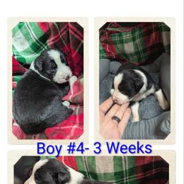 Australian Shepherd and Great Dane Puppies from AEW Farm