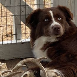 Audi  - Australian Shepherd
