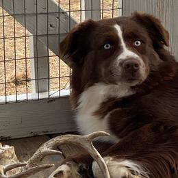 Audi  - Australian Shepherd