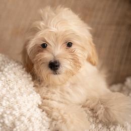 Pink Girl Toy Size - Apricot female Goldendoodle puppy in Dallas, Texas from Bishop Golden Doodles