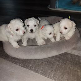 F1 - White female Bichon Frise puppy in Selma, North Carolina from Havenkennels