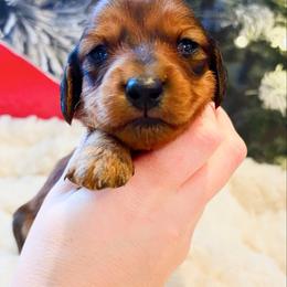 Wilder - Red male Dachshund puppy in Sylvania, Alabama from Yancey’s Doxies
