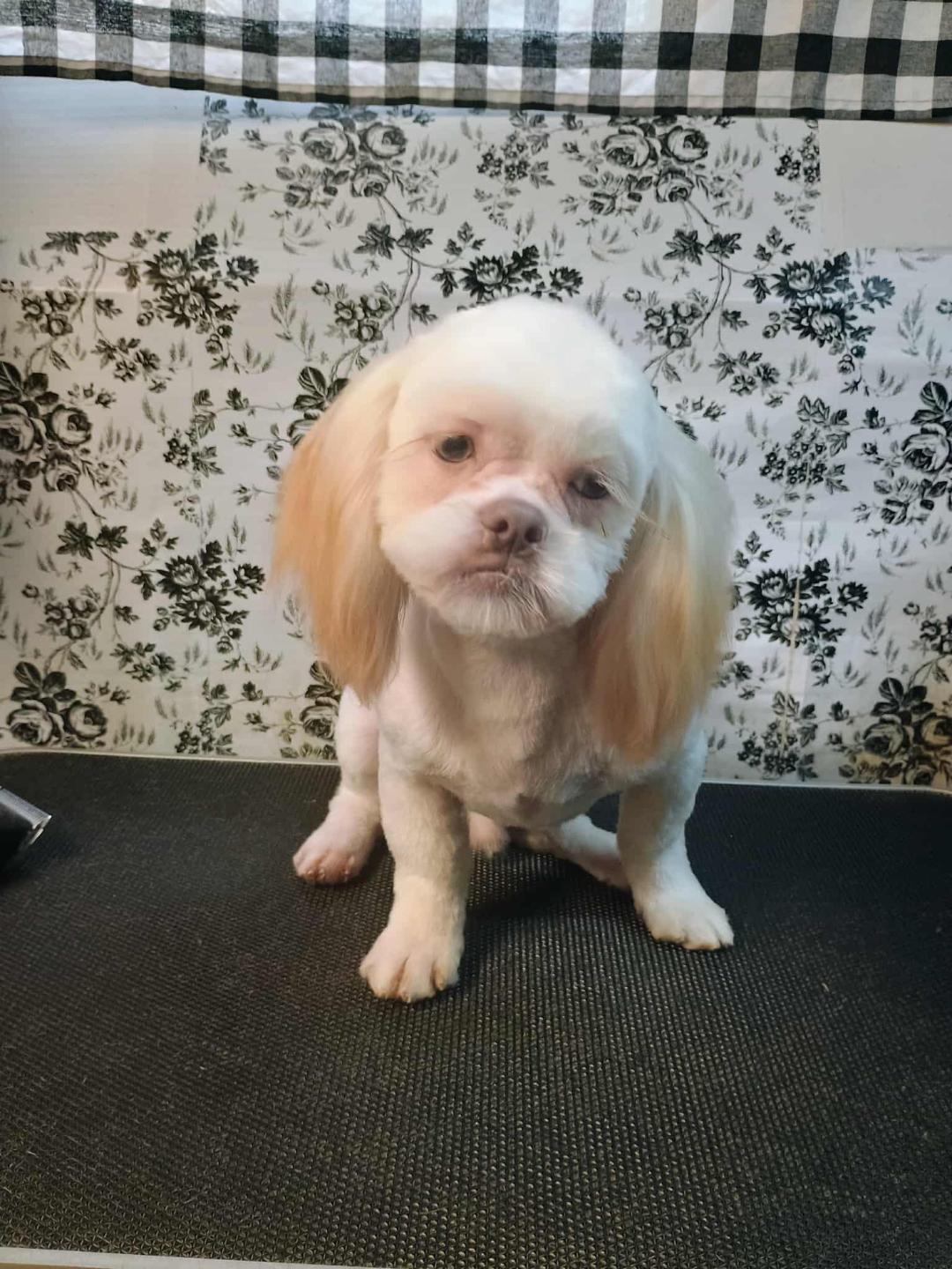 Falcor