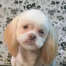 Falcor - Shih Tzu