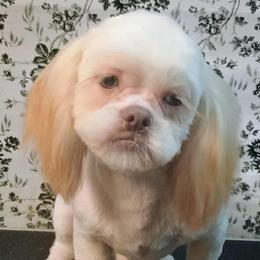 Falcor - Shih Tzu