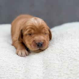 Shakira - Red female Australian Labradoodle puppy in Denton, Texas from Liberty Hill Labradoodles