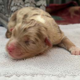 Copper Bells - Red merle male Australian Shepherd puppy in Boise, Idaho from Black Canyon Corral Aussies