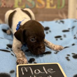 Female 2 - Liver roan female German Shorthaired Pointer puppy in Kathleen, Florida from Alex Yates GSP's