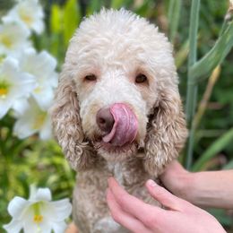 Sally - Labradoodle