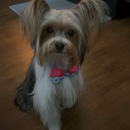 Papa - Yorkshire Terrier