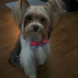 Papa - Yorkshire Terrier