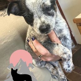 No collar - Blue male Australian Cattle Dog puppy in Kamiah, Idaho from Selway Australian Cattle Dogs
