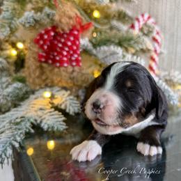 Aurora - Tri-color female Bernedoodle puppy in Lowry City, Missouri from Cooper Creek Puppies