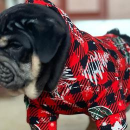 Bulldogs and French Bulldogs from Gotham City Bulldogs