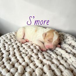 S'more - Parti female Goldendoodle puppy in Lakeland, Florida from Golden Creek Doodles