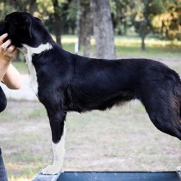 Rue - Border Collie