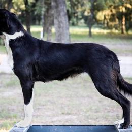 Rue - Border Collie