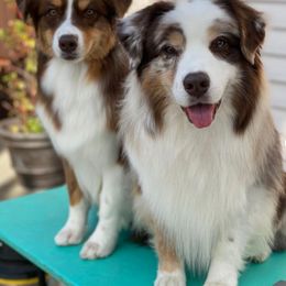 Australian Shepherd All Grown Up from Palomino Australian Shepherds