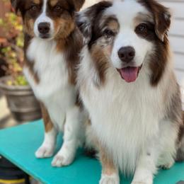 Australian Shepherd All Grown Up from Palomino Australian Shepherds