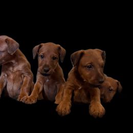 Irish Terriers from Irish Rose Kennels