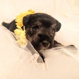 Miniature Schnauzer Puppies from Hall Miniature Schnauzers