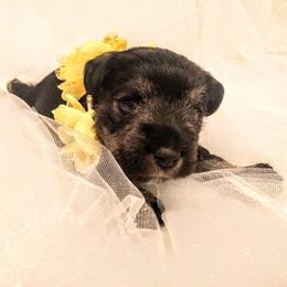 Miniature Schnauzer Puppies from Hall Miniature Schnauzers