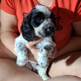 English Springer Spaniel Puppies from Savannah River Springers