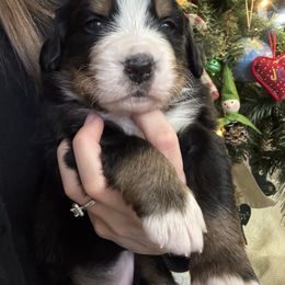 Bernese Mountain Dog Puppies from Berner Acre Woods