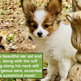 Papillons from PapillonPups