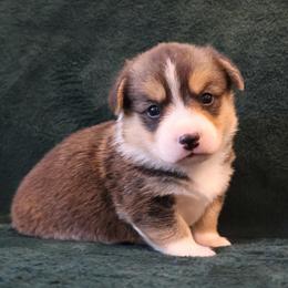 America - Black and tan female Pembroke Welsh Corgi puppy in Arcanum, Ohio from Weissway Corgis