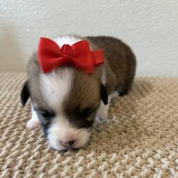 WILLOW AKC - Sable female Pembroke Welsh Corgi puppy in Hinton, Oklahoma from Green Cloud Ranch