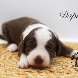 Daphne Bridgerton - Brown and white female Sheepadoodle puppy in Edmond, Oklahoma from Rock N Roll Doodles