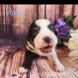 Violet - Black tri female Miniature Australian Shepherd puppy in Macomb, Missouri from Faunus Farms and Aussies