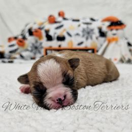 Custard - Red male Boston Terrier puppy in Mulberry, Arkansas from White Valley Boston Terriers
