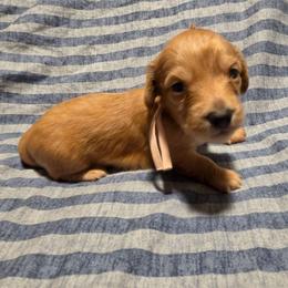 AKC Pink Collar - Red female Dachshund puppy in Mesa, Arizona from Diamondback Doxie