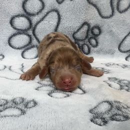 Belle - Dapple female Dachshund puppy in Brandon, Florida from Knights Dachshunds