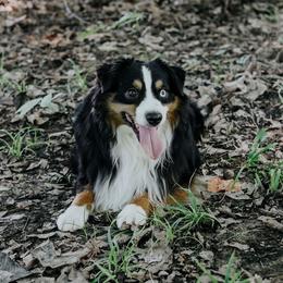 Miniature American Shepherd puppies from Goading Glee Glade
