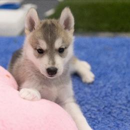Sparkle - Gray and white female Siberian Husky puppy in North Miami, Florida from Kardrovi Siberians