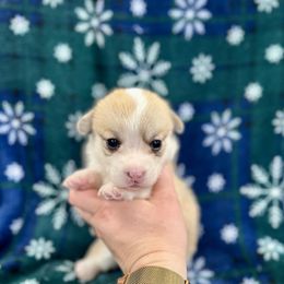 Daisy - Fawn female Pembroke Welsh Corgi puppy in Urbana, Ohio from Edgewood Farm and Kennel