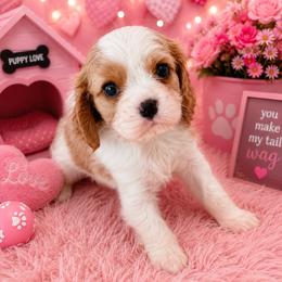 Cherry - Blenheim female Cavalier King Charles Spaniel puppy in Dallas, Texas from Holliday Cavalier King Charles Spaniels