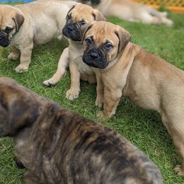Bullmastiff Puppies from Bristol Hills Bullmastiff
