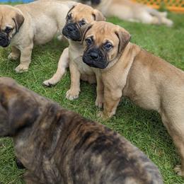 Bullmastiff Puppies from Bristol Hills Bullmastiff