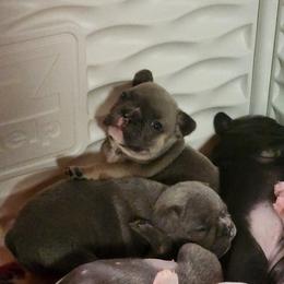French Bulldog Puppies from Honey Hole Frenchies