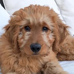 Goldendoodles from Sweets Doodles