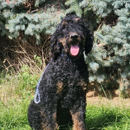 Cinder - Phantom male Goldendoodle puppy in Harrisburg, Nebraska from Wildcat Hills Doodles