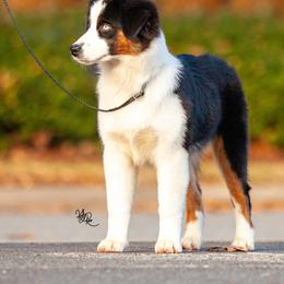 Miniature American Shepherd Puppies from TaraFox Miniature American Shepherds