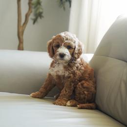 Ember - Red  female Goldendoodle puppy in Vancouver, Washington from Blissful Doodles