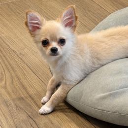 Elijah - Cream male Chihuahua puppy in Titusville, Florida from Moonhill Chihuahuas