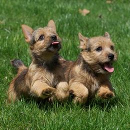 Labrador Retriever and Norwich Terrier Puppies from Rockycreek