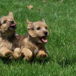 Labrador Retriever and Norwich Terrier Puppies from Rockycreek